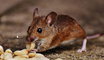 24 Hour & Emergency Exterminators in Allegany, NY